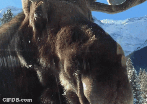 A Close Up Of A Moose 'S Face With Snow Covered Mountains In The Background GIF