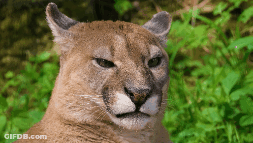 A Close Up Of A Mountain Lion 'S Face Looking At The Camera GIF