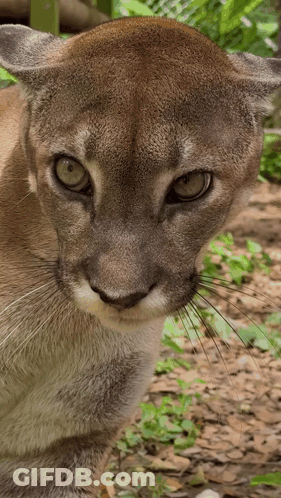 A Close Up Of A Mountain Lion 'S Face With Green Eyes GIF