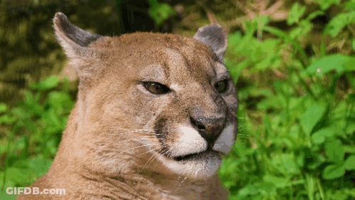 A Close Up Of A Mountain Lion 'S Face With Green Plants In The Background GIF