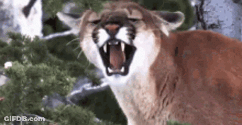 A Close Up Of A Mountain Lion With Its Mouth Open In The Woods . GIF