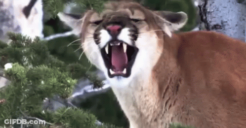 A Close Up Of A Mountain Lion With Its Mouth Open Yawning . GIF