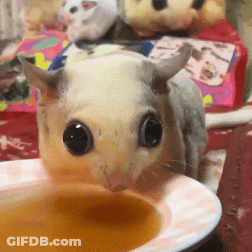 A Close Up Of A Mouse Eating From A Bowl GIF