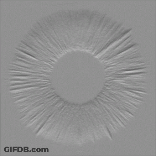 A Close Up Of A Mushroom With A Hole In The Middle . GIF