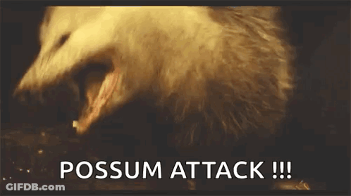 A Close Up Of A Opossum With Its Mouth Open And The Words Possum Attack Written Below It . GIF