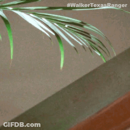 A Close Up Of A Palm Tree Leaf With #Walkertexasranger Written Below It GIF