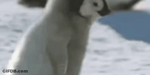 A Close Up Of A Penguin Standing On A Snowy Surface . GIF