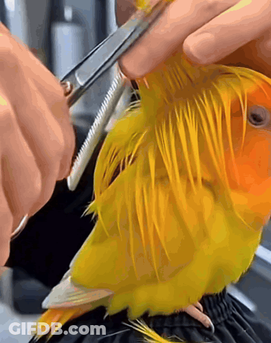 A Close Up Of A Person Cutting A Yellow Bird 'S Feathers GIF