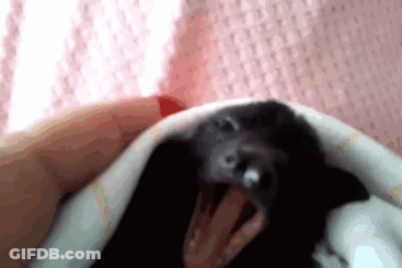 A Close Up Of A Person Holding A Bat With Its Mouth Open GIF