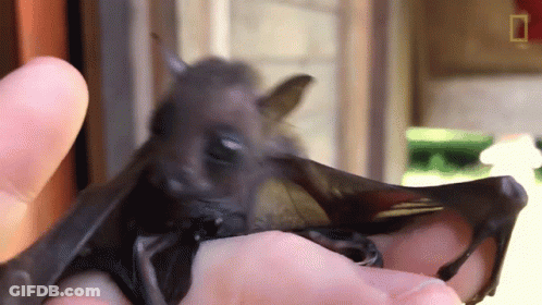 A Close Up Of A Person Holding A Bat With The National Geographic Logo In The Background GIF