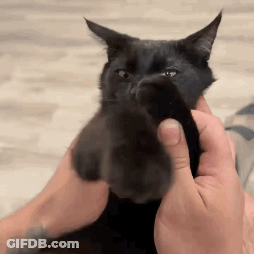 A Close Up Of A Person Holding A Black Cat 'S Paw . GIF
