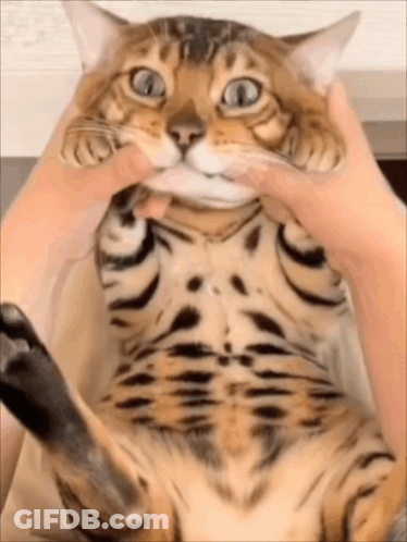A Close Up Of A Person Holding A Cat 'S Face GIF