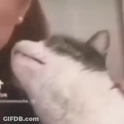 A Close Up Of A Person Holding A Cat 'S Head . GIF