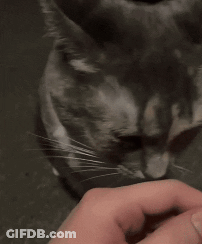 A Close Up Of A Person Holding A Cat GIF