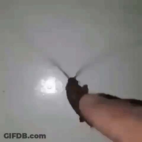 A Close Up Of A Person Holding A Cockroach On A White Surface . GIF