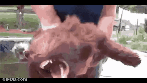 A Close Up Of A Person Holding A Dog 'S Head With Its Mouth Open . GIF