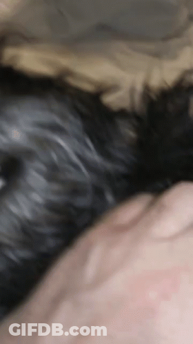 A Close Up Of A Person Holding A Dog 'S Tail GIF