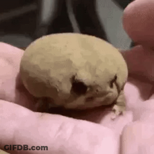 A Close Up Of A Person Holding A Frog In Their Hand . GIF