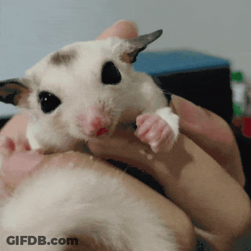 A Close Up Of A Person Holding A Hamster GIF
