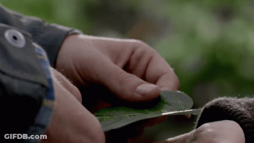 Close Up Of Person Holding Leaf With Button GIF