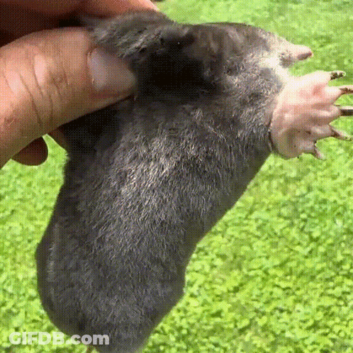 A Close Up Of A Person Holding A Mole In Their Hand . GIF