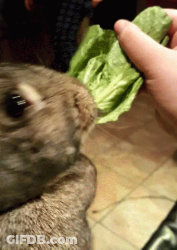 A Close Up Of A Person Holding A Piece Of Lettuce GIF