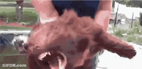 A Close Up Of A Person Holding A Pig 'S Head . GIF