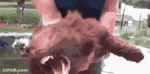 A Close Up Of A Person Holding A Pig With Smoke Coming Out Of Its Mouth . GIF