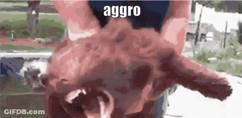 A Close Up Of A Person Holding A Pig With The Word Aggro Written On The Bottom . GIF