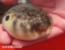 A Close Up Of A Person Holding A Puffer Fish In Their Hands . GIF