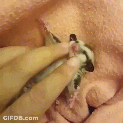A Close Up Of A Person Holding A Small Animal In Their Hands . GIF