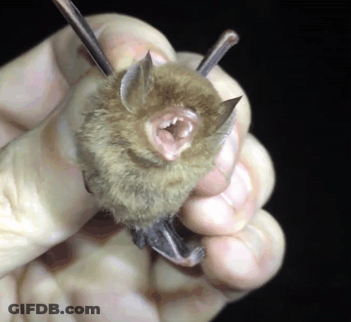 A Close Up Of A Person Holding A Small Bat With Its Mouth Open GIF