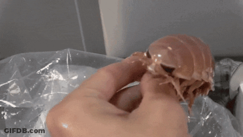 A Close Up Of A Person Holding A Small Bug In Their Hand GIF