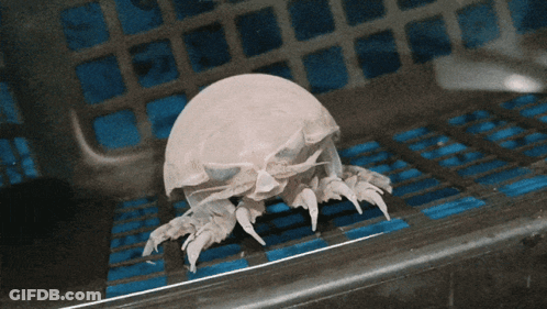 A Close Up Of A Person Holding A Small Crab GIF