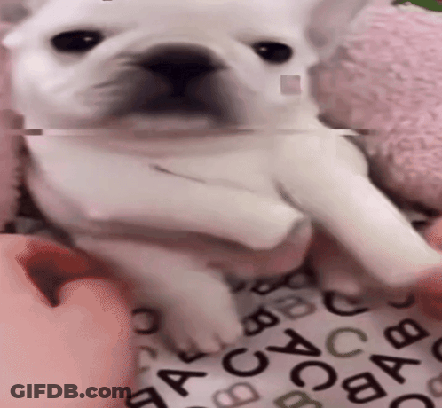 A Close Up Of A Person Holding A Small White Dog On A Blanket With Letters On It GIF