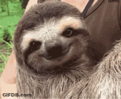 A Close Up Of A Person Holding A Smiling Sloth GIF
