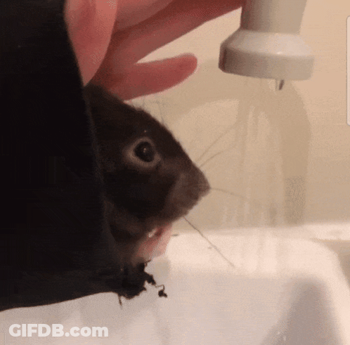 A Close Up Of A Person Holding A Squirrel GIF