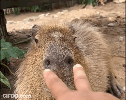 A Close Up Of A Person Petting A Capybara 'S Nose GIF