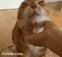 A Close Up Of A Person Petting A Cat . GIF