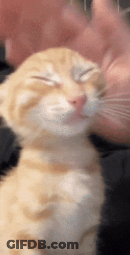 A Close Up Of A Person Petting A Cat GIF