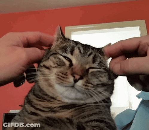 A Close Up Of A Person Petting A Cat GIF