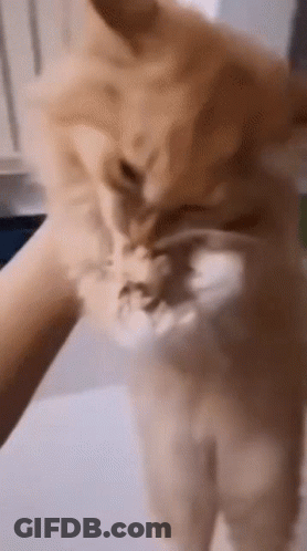 A Close Up Of A Person Petting A Cat 'S Face GIF