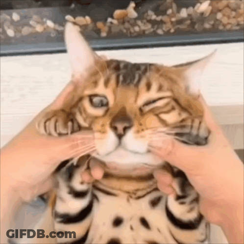 A Close Up Of A Person Petting A Cat 'S Face GIF