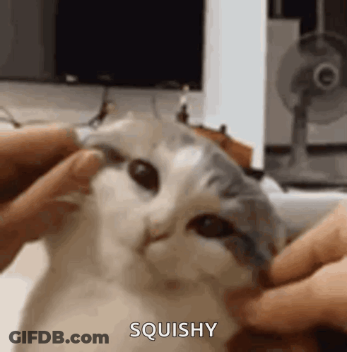 A Close Up Of A Person Petting A Cat 'S Face With A Fan In The Background . GIF