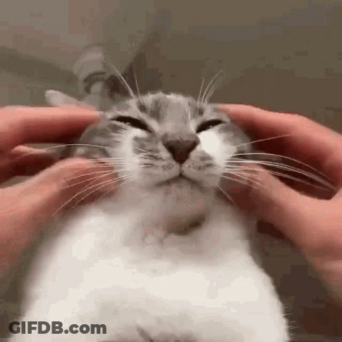 A Close Up Of A Person Petting A Cat 'S Face With Their Hands GIF