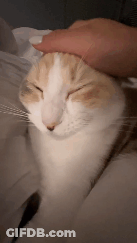 A Close Up Of A Person Petting A Cat 'S Head With Its Eyes Closed GIF