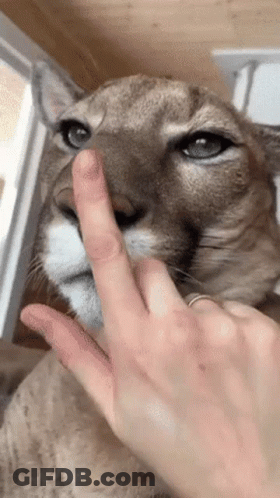 A Close Up Of A Person Petting A Cat 'S Nose GIF