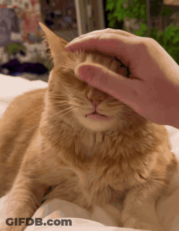 A Close Up Of A Person Petting A Cat GIF