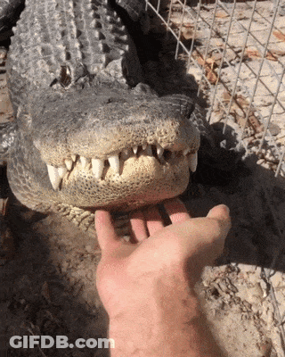A Close Up Of A Person Petting A Crocodile 'S Face GIF