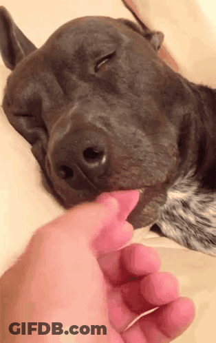 A Close Up Of A Person Petting A Dog 'S Nose GIF